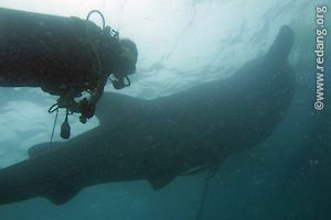 whaleshark