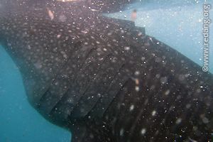 whaleshark