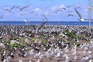 bird island