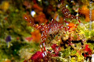 cleaner shrimp