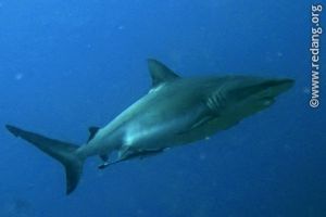 gray reef shark