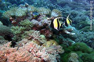 pristine coral reefs