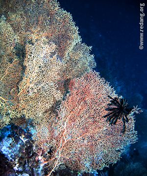 gorgonian fans