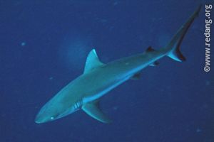 gray reef shark