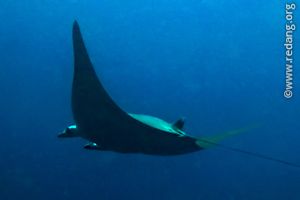 mobula devil rays