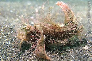 ambon scorpionfish