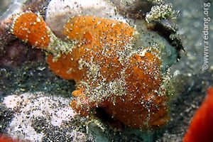 baby frogfish