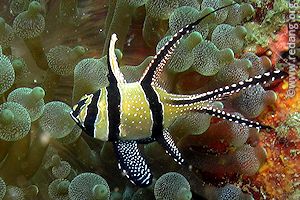 banggai cardinalfish