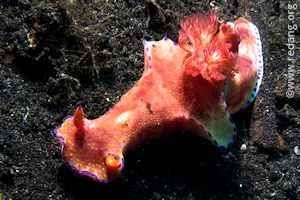 cerasotoma tribolatum nudibranch