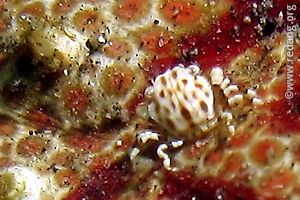 sea cucumber crab