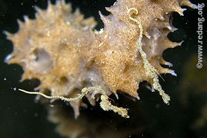 lembeh dragon