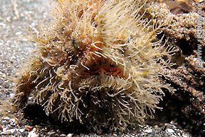 hairy frogfish