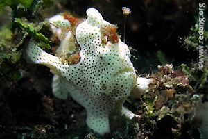 frogfish