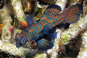 mandarin fish