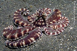 mimic octopus