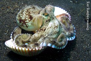 margin octopus