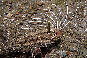 cockatoo flounder