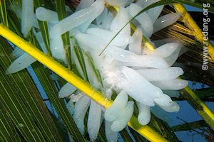 squid eggs