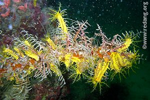 sea cucumbers