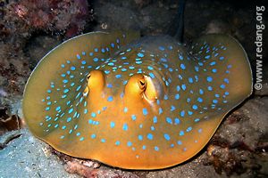 bluespotted ray