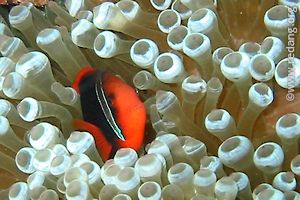 anemonefish