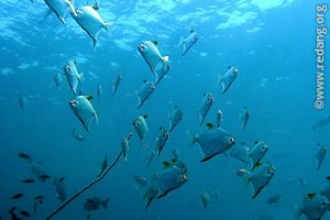 school of monos