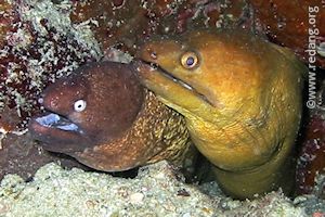 moray eels