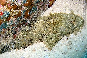 scorpionfish