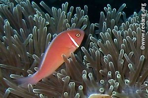 pink anemonefish