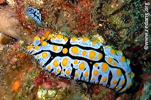 adult and juvenile nudibranchs