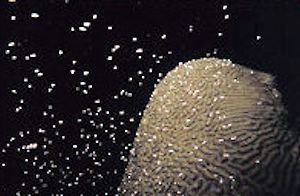 coral spawning