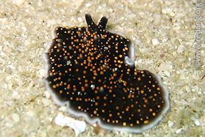 flatworm