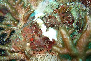 scorpionfish