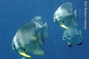 batfish