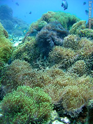 black coral garden