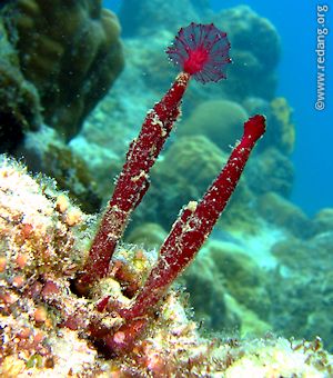 tubeworm coral