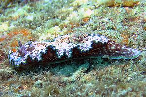 nudibranch