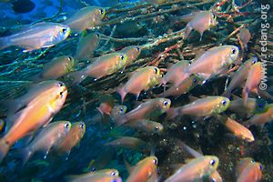 school of cardinals