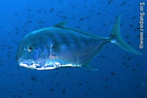 trevally