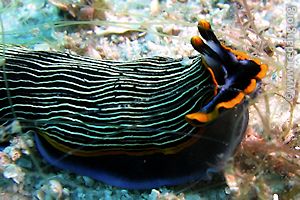 armina nudibranch