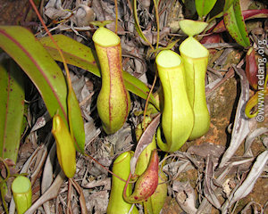 pitcher plant