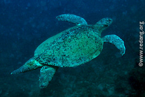 green turtle