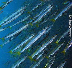 yellow tail barracudas