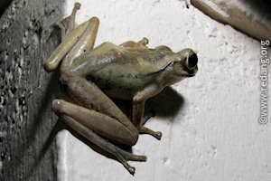 tree frog