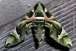 oleander moth