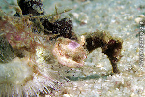 seahorse