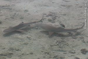 baby sharks