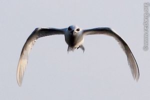 tern