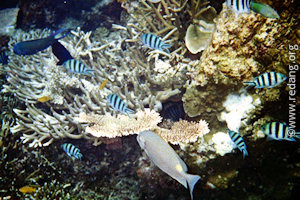 fishes at marine park