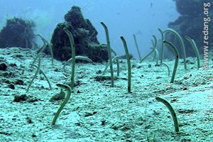 garden eels